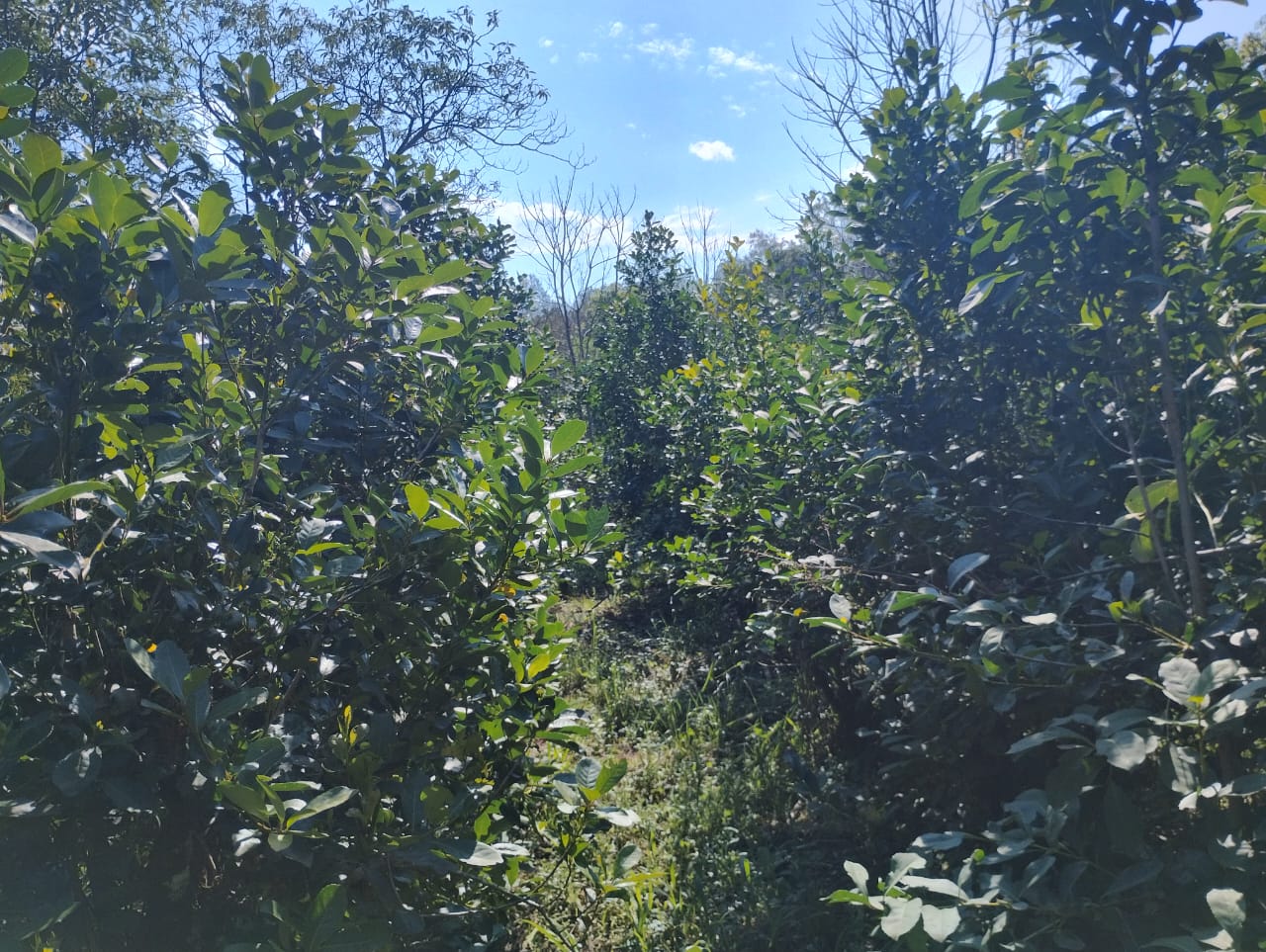 Preservação da Mata